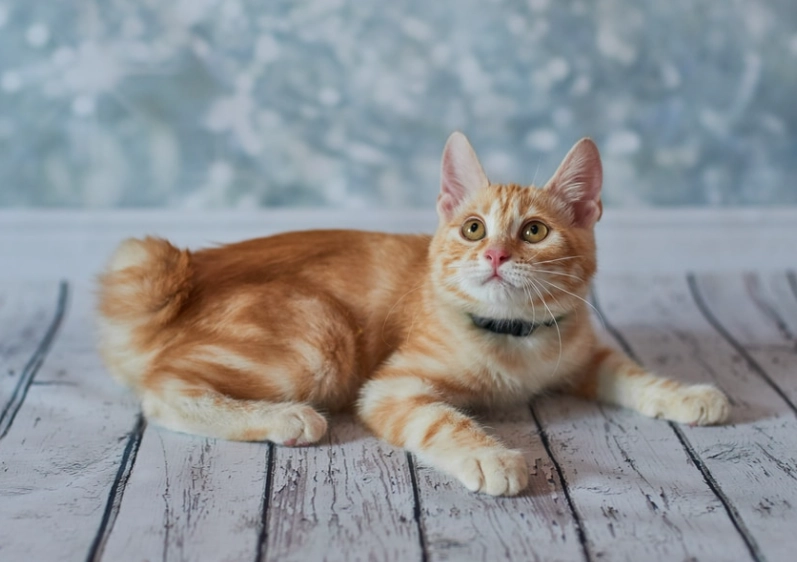貓咪麒麟尾個性大揭秘：短尾貓的獨特魅力與飼養指南