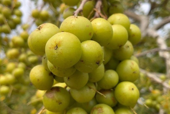 油柑種子繁殖全攻略：從採種到育苗的完整步驟