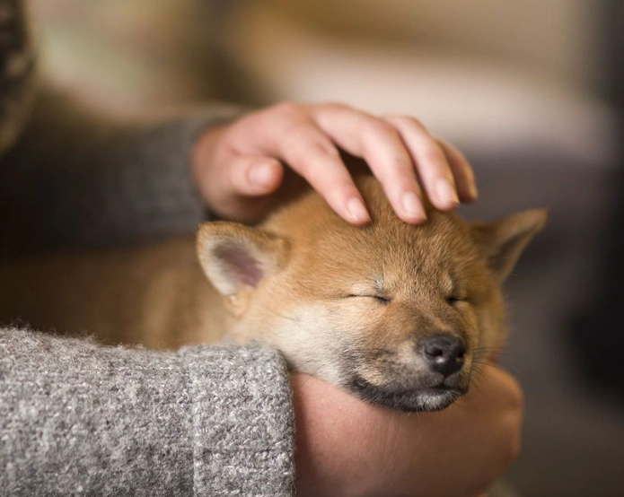 狗狗飼養問題