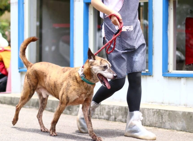 養狗的壞處：飼主必知的五大現實挑戰與因應策略