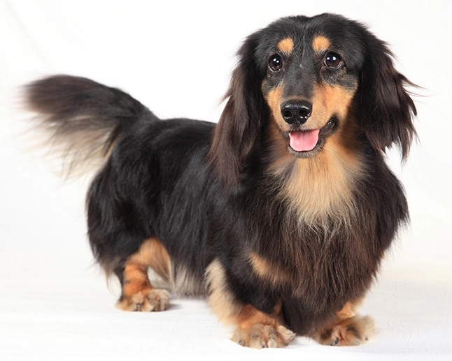 臘腸狗飼養前必讀：盤點五大缺點與應對指南