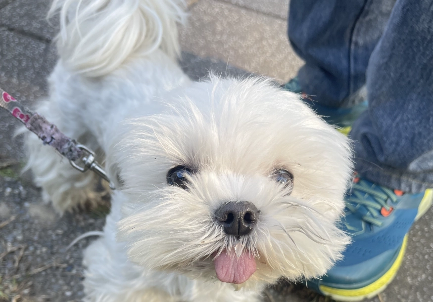 馬爾濟斯大小全解析：標準體重範圍、測量方法與公寓飼養建議