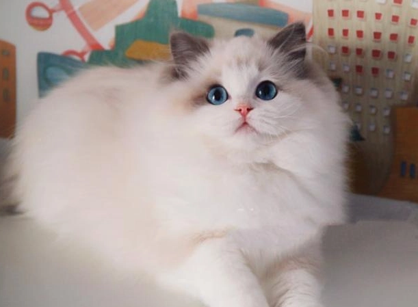 藍雙色 布偶貓 價格