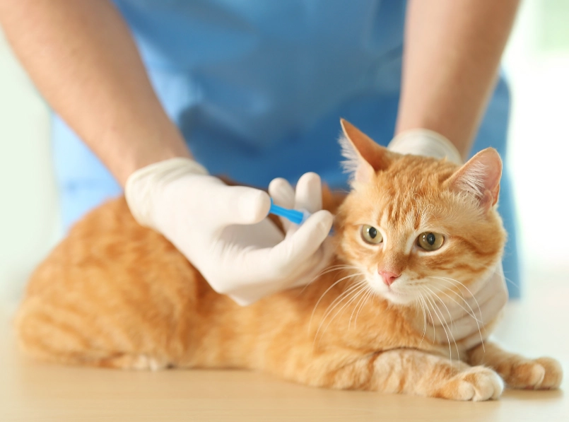 貓疫苗施打時間