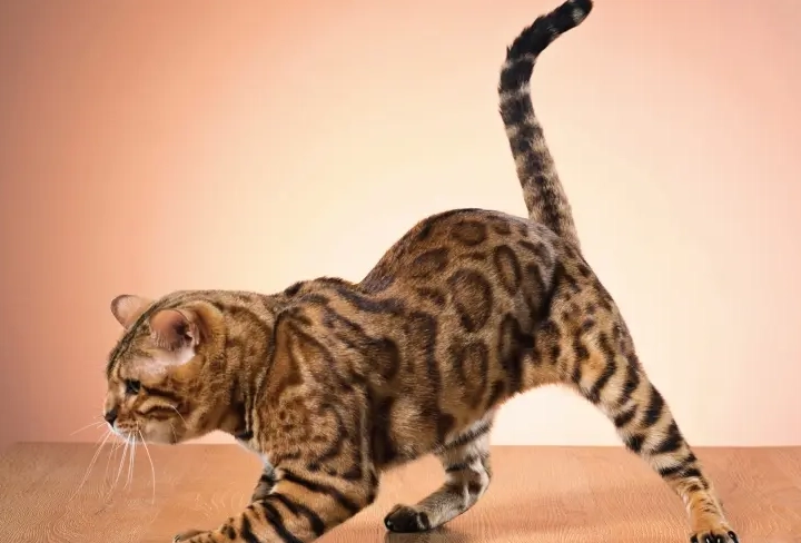 貓咪尾巴左右擺動解密：情緒、健康與行為的完整指南