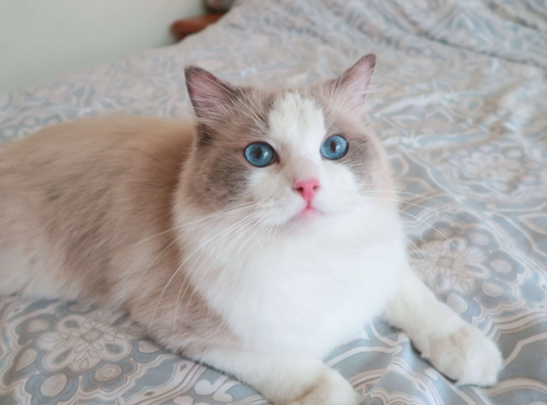 藍雙色布偶貓 特點