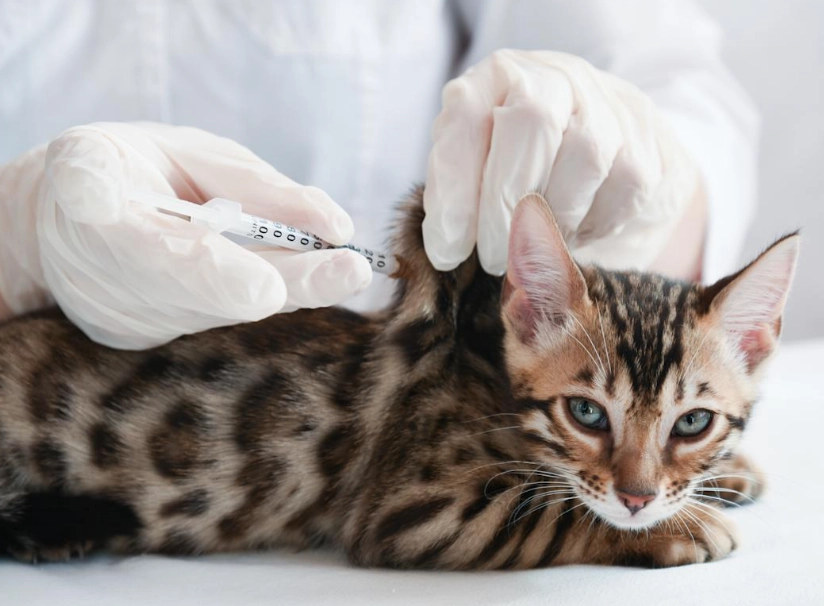 貓五合一疫苗完整指南：保護愛貓的關鍵與常見誤區