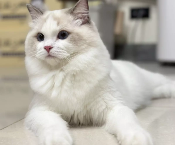 布偶貓 飼養 指南