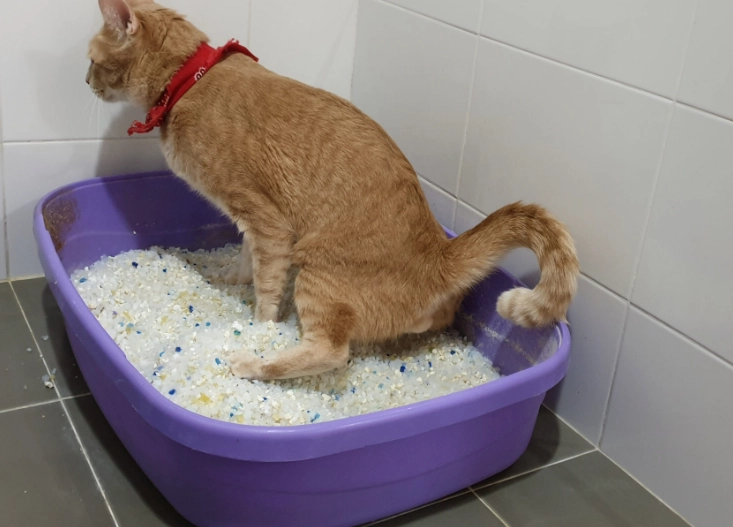 貓咪血尿顏色全攻略：原因判讀、緊急處理與獸醫實證建議