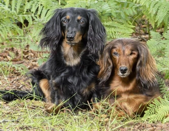 臘腸狗健康問題