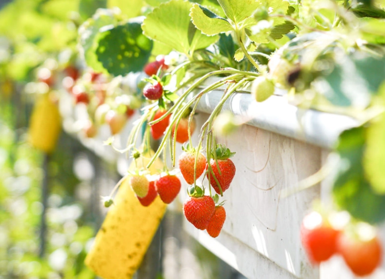 大崙頭草莓園採果全攻略：交通、品種、價格與隱藏玩法一次看