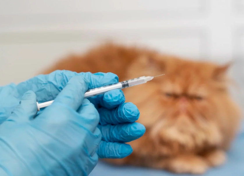 貓疫苗施打時間