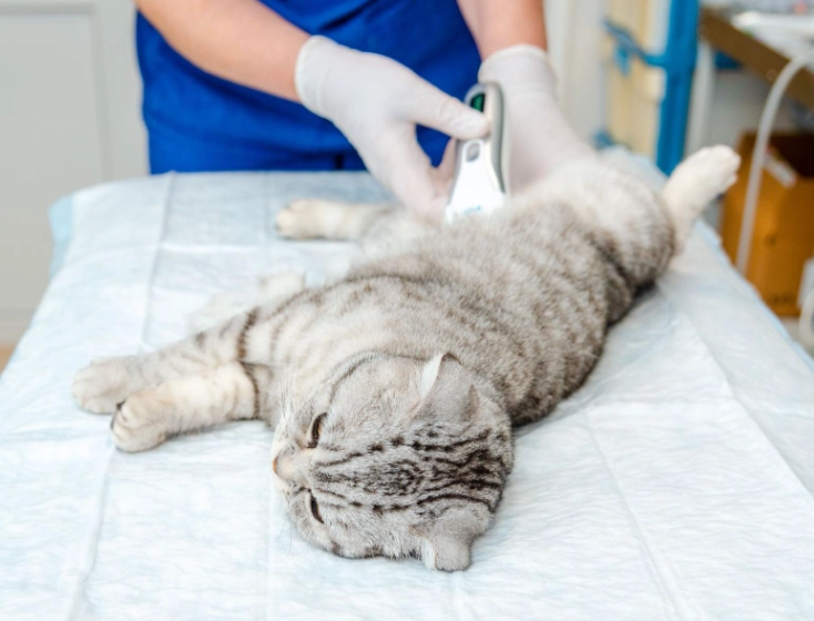 公貓結紮後飲食 公貓結紮後飲食