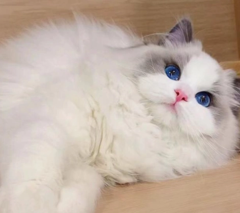 布偶貓 飼養 指南