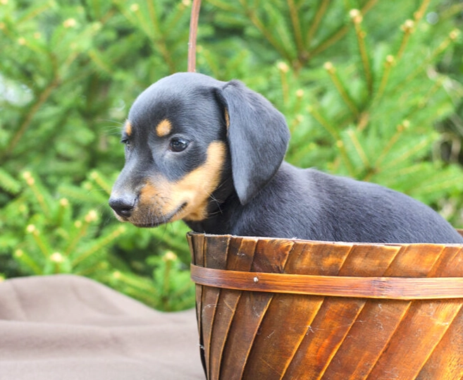 臘腸狗健康問題