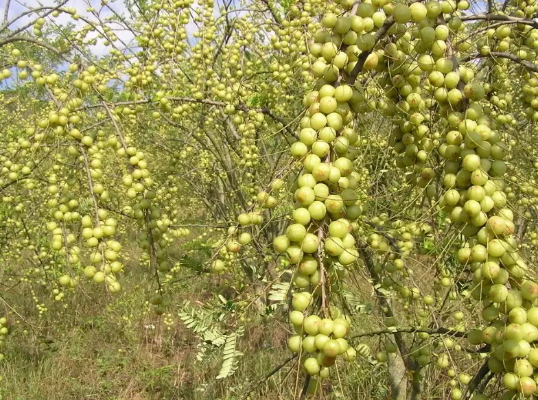 油甘樹修剪全攻略：時機、技巧與常見錯誤解析