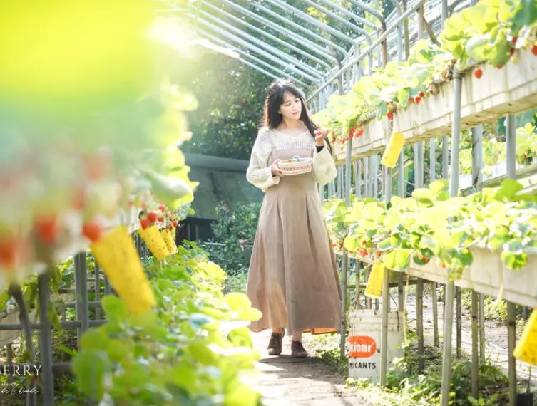 草莓園採草莓