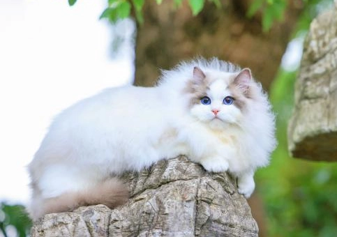 藍雙色 布偶貓 價格