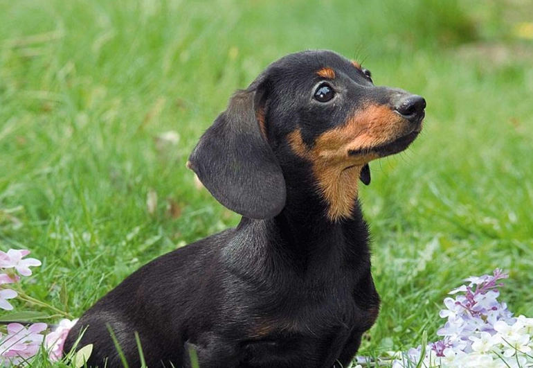 臘腸狗飼養注意事項