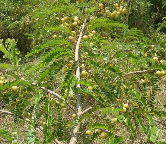 油甘樹修剪方法