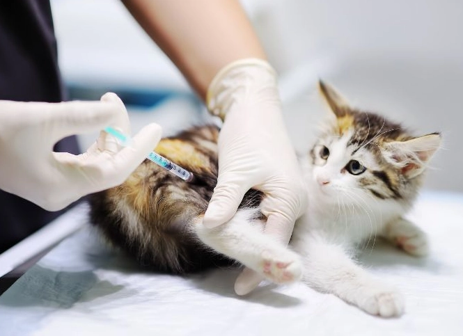 貓疫苗副作用
