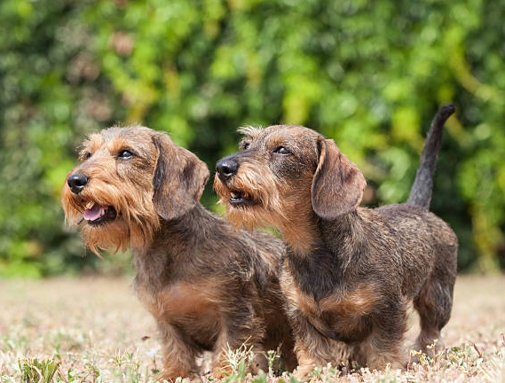 臘腸狗健康問題