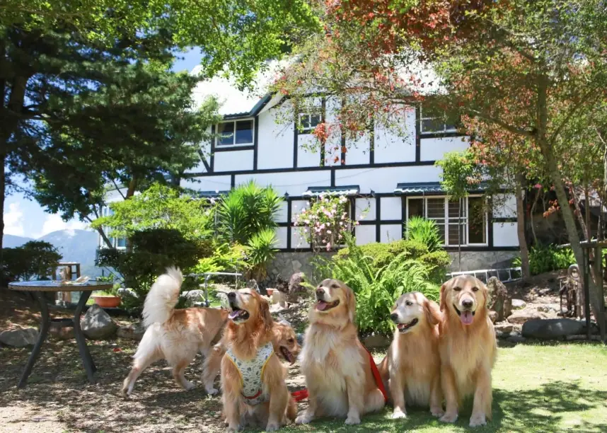 一泊三食寵物友善住宿終極指南：帶毛孩出遊的實用推薦與秘訣