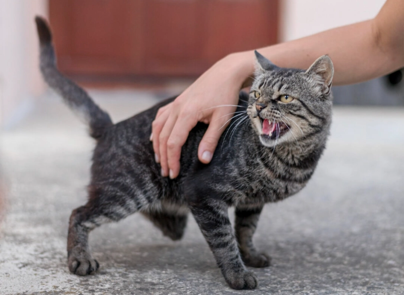 公貓結紮後照顧全攻略：獸醫親授7天關鍵護理與行為調適