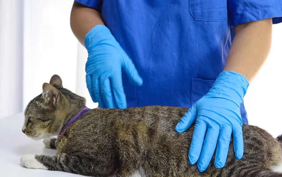 公貓結紮注意事項 公貓結紮注意事項