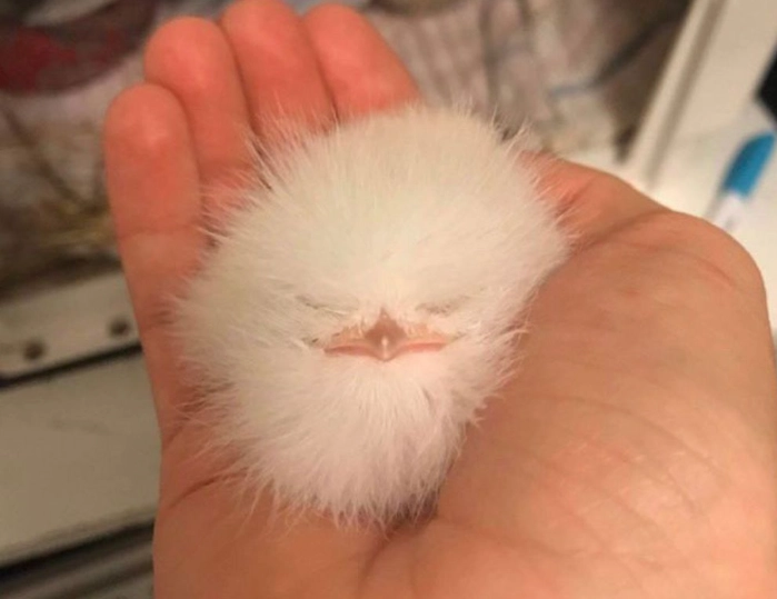 可愛動物