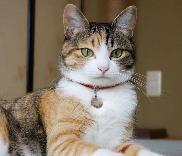 三花貓智商揭秘：真的比較聰明嗎？行為解析與養護心得