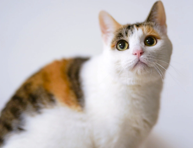 三花貓行為解析