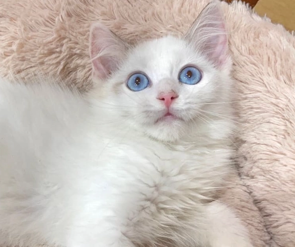 藍雙色布偶貓的魅力與飼養全攻略：從性格到照顧一次看懂