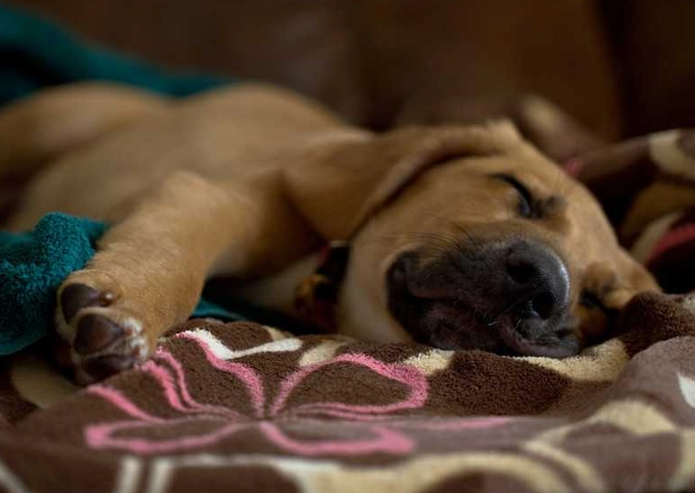 狗體溫過高 狗體溫過高