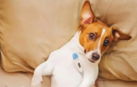 狗發燒怎麼辦 狗發燒怎麼辦