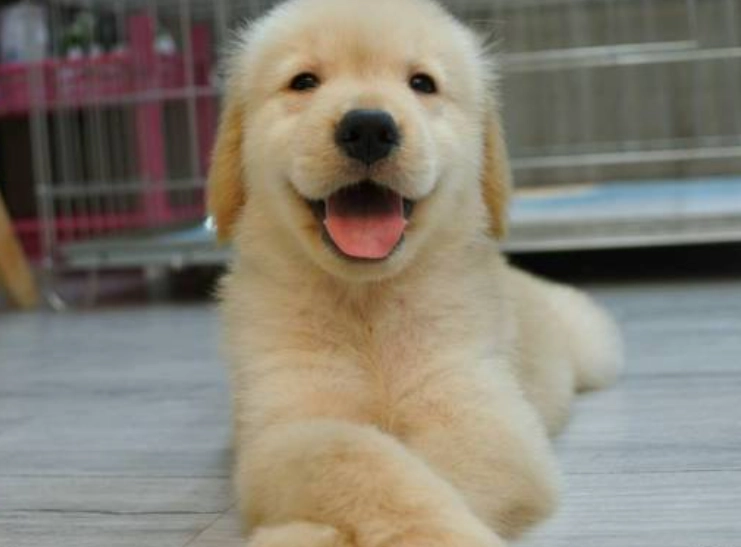 黃金獵犬顏色 黃金獵犬顏色