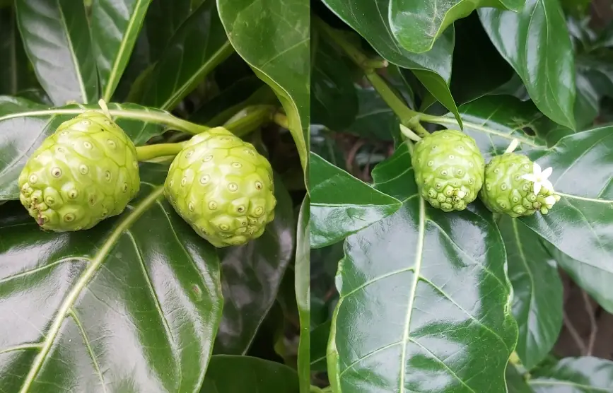 諾麗果好處 諾麗果好處