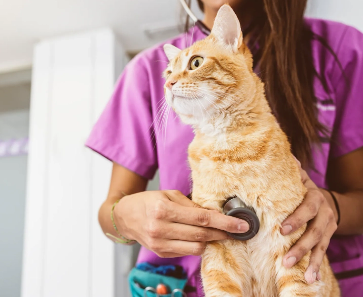 貓下泌尿道疾病費用 貓下泌尿道疾病費用