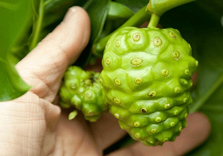 諾麗果怎麼吃 諾麗果怎麼吃