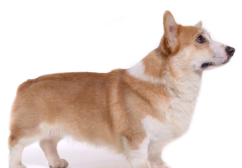 柯基犬平均壽命