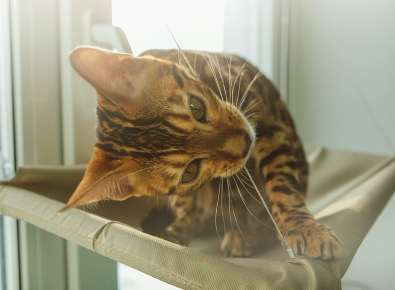 幼貓飲食 幼貓飲食