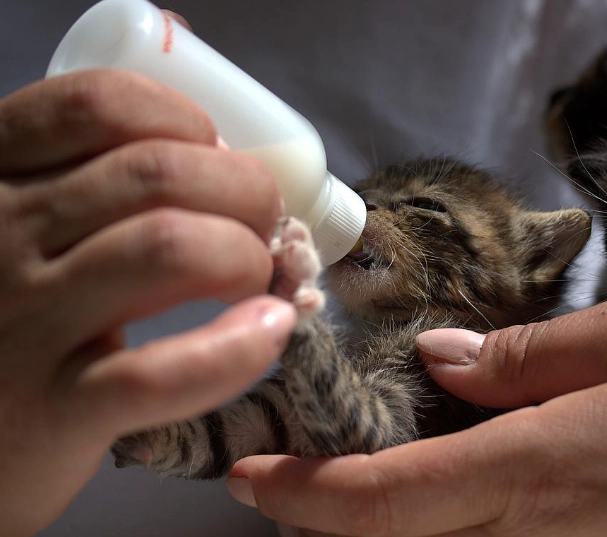 幼貓疫苗 幼貓疫苗