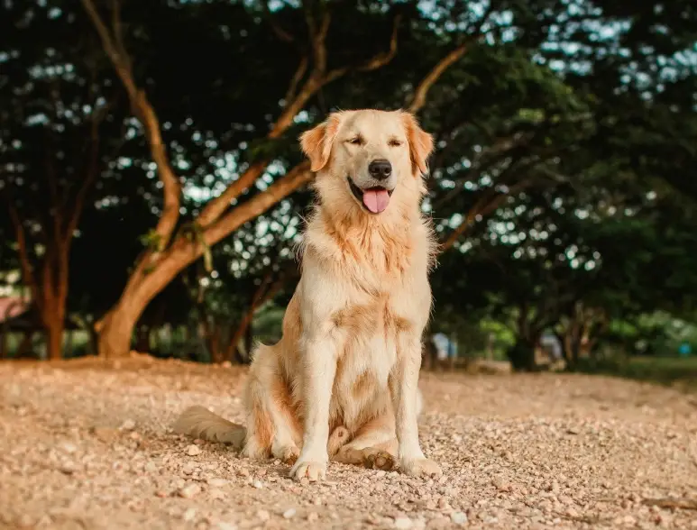 奶油色黃金獵犬價格 奶油色黃金獵犬價格