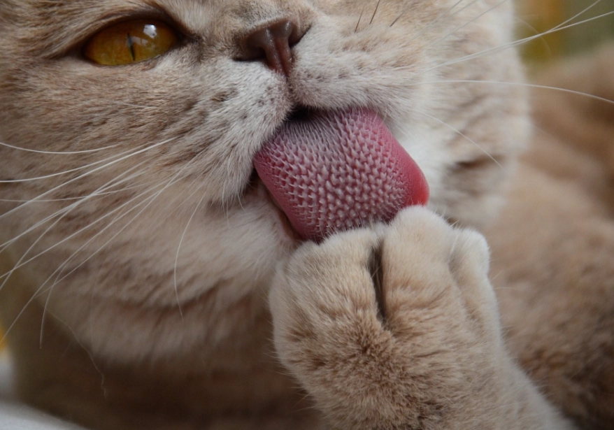 猫舌头收不回去原因