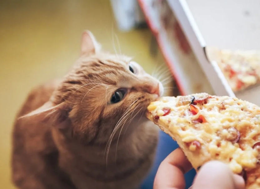 貓咪一餐吃幾克？完整餵食量計算與實戰指南