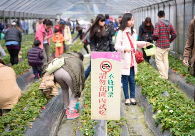 白石湖草莓園採草莓攻略：內湖一日遊親子景點推薦
