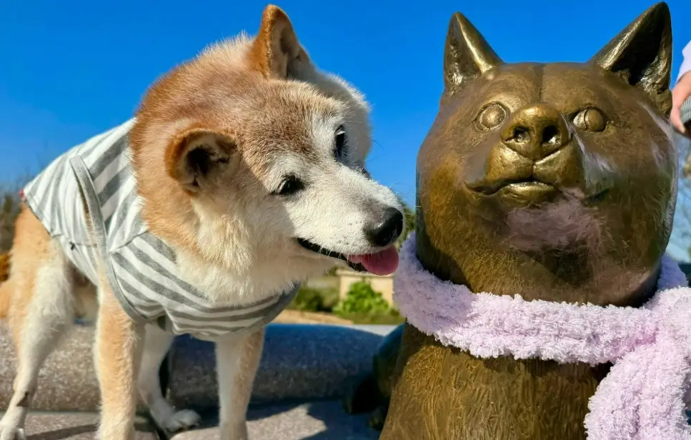 寵物紀念攝影 寵物紀念攝影