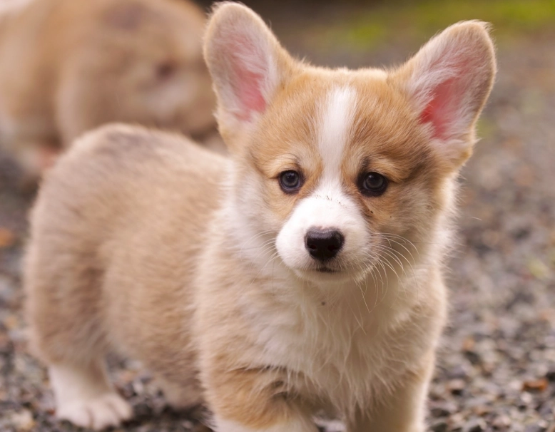 柯基犬平均壽命