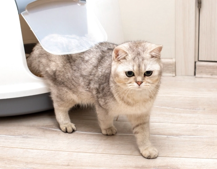 完整解析貓咪膀胱炎費用，從診斷到治療的寵物主人必讀指南