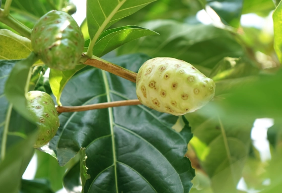 諾麗果好處 諾麗果好處